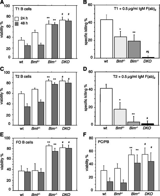 Figure 5. Combined loss of Bim and Bmf renders B cells independent of survival-promoting cytokines and refractory to BCR ligation-induced apoptosis. Transitional T1 (sIgMhighCD21low) or T2 (sIgMhighCD21high) B cells were sorted from spleens of 8- to 10-week-old mice of the indicated genotypes and placed in culture. Cells were either (A,C) left untreated or (B,D) stimulated with plate-bound anti-IgM F(ab)2 fragments for 48 hours. (E-F) Follicular (FO) B cells (CD21+CD23+) or plasma cells/plasmablasts (PC/PB) (B220+/lowCD138+) were sorted from spleens of mice of the indicated genotypes and placed untreated in culture. Cell viability was assessed after 24 and/or 48 hours by flow cytometric analysis. Data are presented as means ± SEM of ≥3 independent experiments and 3 to 5 animals per genotype. Significant differences (P < .05) are indicated *between WT and Bmf−/−, **between WT and Bim−/−, #between WT and DKO, and §between Bim−/− and Bim/Bmf DKO mice.