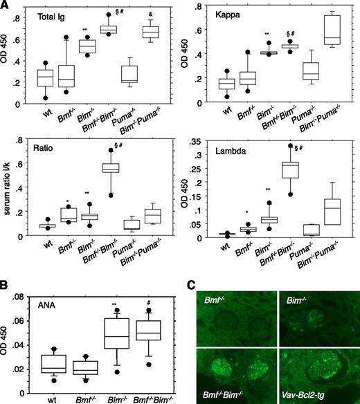 Figure 6. Hypergammaglobulinemia in Bim−/−Bmf−/− mice is associated with increased levels of λ light chain-containing antibodies. (A) Sera were collected from 8- to 10-week-old mice of the indicated genotypes and total Ig, Igλ, and Igκ titers were quantified by ELISA. Overall quantities and λ/κ ratio are depicted based on OD450 values. Data from OD values are represented as box plots (n = 5-6 animals per genotype). Box length equals interquartile range. Circles represent minimal and maximal values. Significant differences (P < .05) are indicated *between WT and Bmf−/−, **between WT and Bim−/−, #between WT and Bim−/−Bmf−/−, §between Bim−/− and Bim−/−Bmf−/−, and &between WT and Bim−/−Puma−/− mice (n = 4). (B) Autoantibodies to dsDNA were quantified by ELISA using calf thymus dsDNA for coating of plates and serum samples from 8- to 10-week-old mice of the indicated genotypes. (C) Immunofluorescence staining of paraffin-embedded kidney sections reveals the presence of IgG deposits in glomeruli of female morbid tumor-free Bim−/−, DKO, and Vav-Bcl-2 transgenic mice (age range, 8-14 months). Healthy Bmf−/− mice, 18 months of age, were included as control. Magnification, ×400.