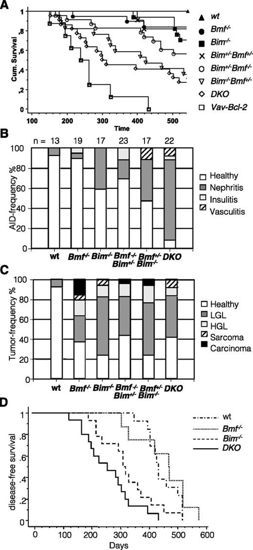 Figure 7. Combined loss of Bim and Bmf causes premature lethality. Cohorts of mice of the indicated genotypes were followed over 18 months. Mice developing overt signs of illness (cachexia, short breath, fuzzy fur, and enlarged lymph nodes or spleen) were killed, and organs were subjected to histopathological assessment in a blinded fashion revealing evidence for autoimmunity and tumor formation in a significant portion of double mutant mice. (A) Kaplan-Meier analysis of disease-free survival. Significant differences of interest (log-rank Mantle-Cox): WT vs Bim−/− mice (P = .036); WT vs Bim+/−Bmf−/− (P = .0074); WT vs Bim−/−Bmf+/− (P = .0001); WT vs DKO (P < .0001); WT vs Vav-Bcl2 (P < .0001); Bmf−/− vs DKO (P = .0009); Bim−/− vs Bim−/−Bmf+/− (P = .0065); Bim−/− vs DKO (P = .0055); and DKO vs Vav-Bcl2 (P = .032). The relative frequency of autoimmune pathologies and different types of malignancies observed are shown in B and C, respectively. (D) Kaplan-Meier analysis of disease-free survival of C57BL/6 Ly5.1+ coisogenic recipients reconstituted with 2 × 106 bone marrow cells of mice of the indicated genotypes (all C57BL/6 Ly5.2+) after a single dose of γ-irradiation (9.5 Gy). Significant differences (log-rank Mantle-Cox) were observed between WT vs Bim−/− (P = .022); WT vs DKO (P < .0001); Bmf−/− vs Bim−/− (P = .0262); Bmf−/− vs DKO (P = .0003); and Bim−/− vs DKO (P = .0423).