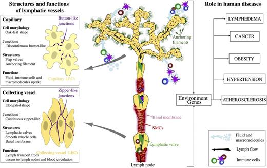 Figure 1. Organization and the role of lymphatic vasculature in physiology and human disease. Lymphatic capillaries uptake interstitial fluid, lipids, and proteins and serve as entry points to immune cells. Lymphatic collecting vessels transport the lymph toward lymph nodes and to blood circulation. Intraluminal lymphatic valves and SMCs coordinate lymph propulsion and the direction of flow.