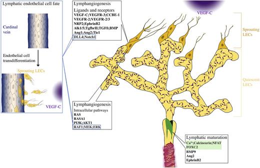 Figure 2. Signaling pathways in lymphatic vessels. Lymphatic sprouting and proliferation is regulated by a variety of external stimuli and intracellular signaling pathways. Loss of Vegf-c/Vegfr-3 or Ccbe1 completely prevents formation of lymphatic vessels, demonstrating a central role in lymphangiogenesis. Nrp2 and EphrinB2 enhance VEGF-C-dependent lymphangiogenic sprouting and signaling. Vegfr-2 also contributes to lymphangiogenic response. TGFβ/BMP and angiopoietin-2 are important both for lymphatic capillary patterning and maturation of collecting lymphatic vessels. Dll4/Notch signaling restricts LEC response to Vegf-a in adult tissues, whereas it has a prolymphangiogenic function during postnatal development. The Ras-RAF-mitogen-activated protein kinase (MEK)-extracellular signal-regulated kinase (ERK) pathway promotes lymphatic endothelial proliferation, likely downstream of VEGFR-3. Class I PI3 kinases are required for growth and remodeling of lymphatic vasculature in some vascular beds. Although strongly activated by (lymph)angiogenic growth factors in LECs in vitro, in vivo, the Ca2+/calcineurin pathway is mostly implicated in lymphatic collecting vessel development, in cooperation with Foxc2. Some pathways are also important for establishment of lymphatic endothelial cell identity, such as Notch and Raf/MEK/ERK1/2. Blue boxes indicate pathways also involved in sprouting. Foxc2 and calcineurin/Nfatc1 cooperatively regulate collecting vessel maturation (green box).