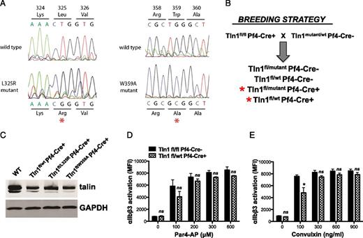Figure 1. Generation of mice expressing talin1 mutants in platelets. (A) Sequencing chromatograms of mutated regions of Tln1(L325R) and Tln1(W359A) ES cells. Genomic DNA isolated from targeted ES cells was used as a template for polymerase chain reaction (PCR) using primers that amplified the mutated sequences, and PCR amplicons were sequenced. (B) Mouse breeding strategy to obtain mice with Tln1(L325R) and Tln1(W359A) expressing platelets. (C) Western blot analysis showing similar levels of talin expression in control (Tln1wt/flCre+) and mutant (Tln1L325R/flCre+ and Tln1W359A/flCre+) platelets. Par4-AP (D) or convulxin-induced (E) αIIbβ3-integrin activation (JON/A-PE binding). Reduced levels of talin1 protein in Tln1WT/fl Cre+ platelets had minimal effect relative to Tln1fl/fl Cre– platelets. Bar graphs represent MFI ± SEM (n = 6, 3 independent experiments). *P < .05.