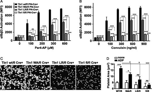Figure 3. Platelets expressing talin1(W359A) exhibit partially impaired αIIbβ3 activation. (A-B) αIIbβ3-integrin activation (JON/A-PE binding) was measured in washed platelets isolated from mice with the indicated genotypes. Platelets were stimulated for 10 minutes with increasing concentrations of Par4-AP (A) or convulxin (B), stained with JON/A-PE, and immediately analyzed by flow cytometry. Bar graphs represent MFI ± SEM (n = 6, 3 independent experiments). (C) Representative images of rhodamine-phalloidin–stained talin1 mutant platelets spread on fibrinogen-coated glass in the presence of 100 μM ADP for 45 minutes. (D) Quantitation of platelet area (μm2); n = 5 independent experiments; mean ± SEM. *P < .05, **P < .01, ***P < .001.
