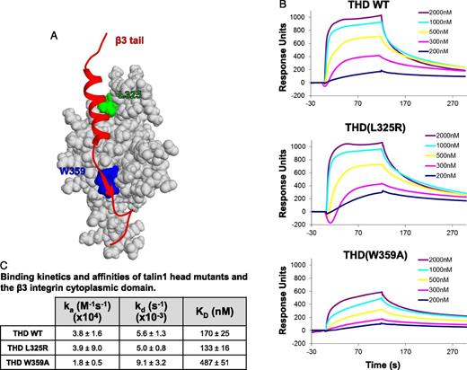 Figure 4. Talin1(W359A), but not talin1(L325R), impairs binding of talin to the β3 integrin tail. (A) Representation of the β3 integrin-talin complex structure (PDB 2H7E). Shown in red is the ribbon view of the β3 tail; light gray is the surface view of the talin F3 subdomain. Talin residues leucine 325 (L325) and tryptophan 359 (W359) are shown in green and blue, respectively. (B) Representative BiaCORE sensorgrams of THD binding to immobilized β3-integrin cytoplasmic domain (tail). Biotinylated β3 tail was immobilized to a neutravidin sensor chip. Indicated concentrations of wild-type or mutant talin head were injected, and response curves were measured as the difference between the experimental chamber and a reference chamber lacking immobilized β3 integrin. (C) Association rate constants (ka), dissociation rate constants (kd), and equilibrium dissociation constants (KD) between β3-integrin tail and THD mean ± SEM (n = 3).