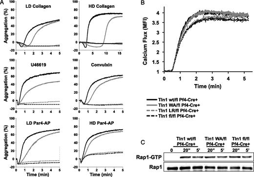 Figure 6. Delayed aggregation in platelets expressing talin1(W359A). (A) Aggregation response of washed Tln1wt/flCre+ (black line), Tln1W359A/flCre+ (gray line), Tln1L325R/flCre+ (gray dashed line), and Tln1fl/flCre+ platelets (black dashed line) stimulated with 5 μg/mL (LD) collagen, 25 μg/mL (HD) collagen, 1 μM U46619, 200 ng/mL convulxin, 200 μM (LD), or 600 μM (HD) Par4-AP. (B) Calcium mobilization in platelets labeled with the calcium-sensitive dye Fluo-4 and stimulated with Par4-AP in the presence of 1 mM Ca2+. (C) Time course of Rap1 activation in platelets stimulated with Par4-AP. The bottom panel shows total Rap1 as a loading control. Results are representative of 3 independent experiments.