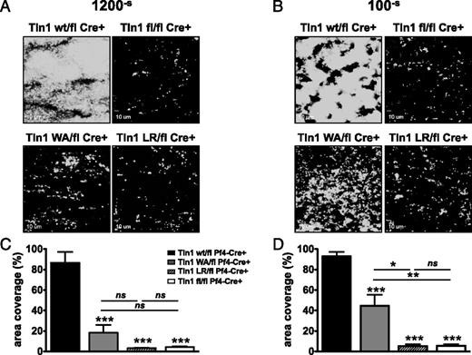 Figure 7. The effects of fluid shear stress on talin1 mutant platelet thrombus formation ex vivo. Platelets in heparinized whole blood were labeled with anti–GPIX-Alexa488 and perfused over fibrillar collagen type I at low (100–s) or high (1200–s) shear rates. Adhesion of platelets was monitored continuously with a Nikon Eclipse TE300 inverted microscope (Nikon Instruments Inc., Melville, NY). (A-B) Representative images of platelet adhesion after 10 minutes of perfusion. (C-D) Image analysis. Platelet adhesion over collagen was quantified by measuring surface area coverage (percentage of total area) with Slidebook 5.0 software. Graphs show mean ± SEM (6 independent experiments). *P < .05, **P < .01, ***P < .001.