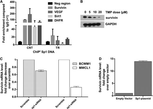 Figure 3. Survivin is transcriptionally regulated by Sp1 in WM cells. (A) BCWM.1 cells were treated with 10 µM of TMP for 24 hours, and purified DNA from chromatin immunoprecipitated with anti-Sp1 and anti-IgG polyclonal antibody was subjected to PCR using primers specific for selected gene promoter regions. The y-axis represents average enrichment over IgG from at least 2 independent experiments normalized to input. (B) BCWM.1 cells with or without TMP treatment at stated concentrations for 24 hours. Cells were then subjected to WB analysis using anti-survivin and anti-GAPDH abs. (C) Survivin expression in BCWM1 and MWCL1 cells transfected with either Sp1-specific siRNA or Scr were analyzed by qRT-PCR. Data were first normalized to GAPDH and then to the signal from control cells. Data are presented as mean of fold change compared with control ± SEM of 3 biological replicates. (D) A plasmid encoding human Sp1, pCAGGS, was transfected in BCWM1 cells using nucleofection. BCWM.1 cells overexpressing Sp1 were evaluated for the expression of survivin by qRT-PCR 2 days after transfection.