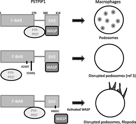 PSTPIP1 interacts with PTP-PEST and WASP. In PAPA patients, two mutations in the F-BAR domain impair the interaction with PTP-PEST. In the article by Starnes et al, a novel mutation was identified in the SH3 domain that affects WASP binding. The consequences of these mutations on macrophage podosomes and filopodia are illustrated.