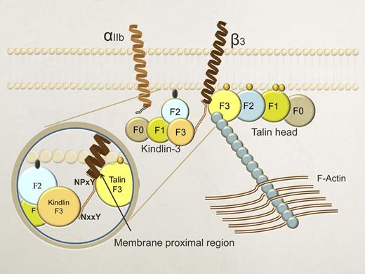 Schema of talin-1 and kindlin-3–dependent αIIbβ3 activation. Talin-1 and kindlin-3 are prerequisite for αIIbβ3 activation via “inside-out” signaling. Talin-1 binds to 2 distinct binding sites in the β3 cytoplasmic tail: a membrane distal region (a proximal NPxY motif) and a MPR of β3, whereas kindlin-3 binds to the membrane-distal NxxY motif of the β3 cytoplasmic tail.