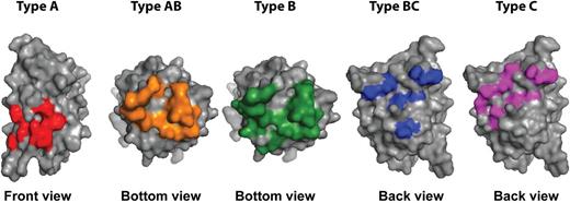 Inhibitor epitopes on the C2 domain. Binding sites of the 5 different types (A, AB, B, BC, and C) of anti-C2 domain antibodies are displayed. The orientation of the C2 domain is depicted below the image. For type AB and B antibodies, a bottom view of the C2 domain is shown. Image was prepared using the crystal structure of B domain-deleted FVIII (3cdz), using PyMOL.
