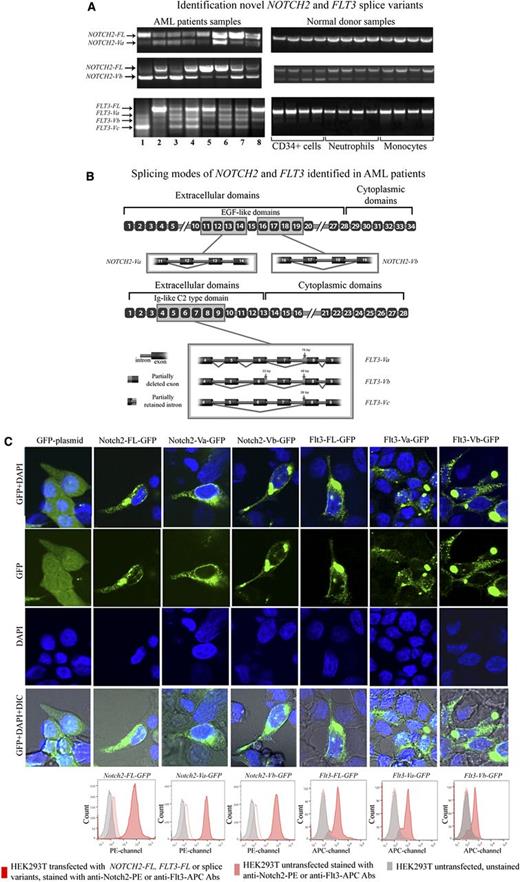 Figure 1. Identification novel NOTCH2 and FLT3 splice variants. (A) This figure displays NOTCH2 and FLT3 RT-PCR agarose gel electrophoresis results. (B) This figure displays AML-associated splicing patterns of NOTCH2 and FLT3 splice variants. After cloning and sequencing experiments, novel splice variant sequences were identified through alignment with published sequences for human NOTCH2 and FLT3 mRNA (gi:317008612 and gi:178535 NCBI, respectively). NOTCH2-Va and NOTCH2-Vb are the result of complete deletions of exon 12 (111 bp) or exons 17 (120 bp) and 18 (153 bp), respectively. These splicing aberrations did not cause any frame shifts. FLT3-Va is a result of skipping exon 7 (140 bp) and a 76-bp deletion of exon 8 at the 5′ end, whereas FLT3-Vb was due to skipping exons 5 (130 bp) and 7 (140 bp), with partial deletions of exons 6 (33-bp deletion at the 3′ end of exon 6) and 8 (48-bp deletion at the 5′ end of exon 8). FLT3-Vc appears to be most severely affected by splicing events compared with other FLT3 splice variants. FLT3-Vc is a result of skipping of exons 5 (130 bp), 6 (128 bp), and 7 (140 bp) and a 26-bp deletion of exon 8 at the 5′ end. As a result of these aberrations 240 bp are spliced out from FLT3-Va, 351 bp from FLT3-Vb, and 398 bp from FLT3-Vc. Thus, these aberrations did not cause a frame shift on FLT3-Va and FLT3-Vb transcripts, whereas FLT3-Vc transcripts were subjected to a frame shift. For both NOTCH2 and FLT3, the splice variant transcripts retained their original start codons and conserved signal sequences. Also, bioinformatics and alignment analysis showed that exons affected by aberrant splicing events mapped to extracellular domains of the Notch2 and Flt3 protein sequences. As a result of the splicing alterations, 3 EGF-like domains were entirely deleted from the Notch2 protein and 2 were partially affected. Splicing alterations caused deletion of the entire Ig-like C2 type domain on the Flt3 protein. In the figure, we zoomed out gene segments of NOTCH2 and FLT3 that we cloned and sequenced. In the figure, yellow-boxed exons are those that are affected by the splicing events. (C) HEK293T cells were transiently transfected with NOTCH2-FL-GFP, NOTCH2-Va-GFP, NOTCH2-Vb-GFP, FLT3-FL-GFP, FLT3-Va-GFP, FLT3-Vb-GFP, or GFP backbone plasmids. Seventy-two hours after transfection cells were stained using the live cell nuclear staining reagent (Life Technologies) that includes DAPI. Cells were visualized under the Zeiss 710 confocal laser-scanning microscope. On the figure, GFP signal shown in green, and DAPI signal in blue. HEK293T cells transfected with NOTCH2 and FLT3 splice-variants were stained with anti-Notch2-PE (16F11, eBioscience) and anti-Flt3-APC (BV10A4H2, eBioscience) antibodies, then membrane expression of these variants was evaluated by flow cytometry. On the flow cytometry histograms, gray peaks represent HEK293T cells untransfected and unstained, pink peaks represent HEK293T cells untransfected and stained with anti-Notch2-PE or anti-Flt3-APC antibodies, red peaks represent HEK293T cells transfected with NOTCH2-FL, FLT3-FL, or splice variants tagged with GFP. These cells were stained with anti-Notch2-PE or anti-Flt3-APC antibodies and staining was determined in GFP gated cells. IgG stained controls are provided in Supplemental Figure 1A.