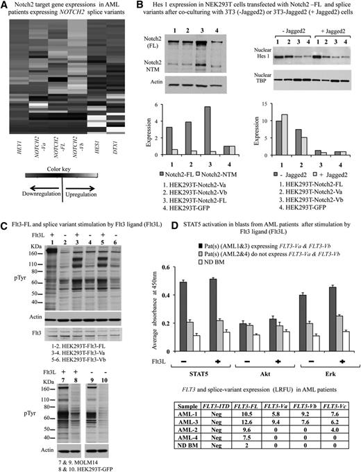 Figure 2. Functional effects of NOTCH2 and FLT3 splice variants. (A) This figure displays unsupervised clustering analyses results obtained from the TaqMan gene expression assays of Notch2 target genes HES1, DXT1 and HEY1 carried out in 49 AML patients expressing NOTCH2-FL, FLT3-FL, and their splice variants. Expression levels of NOTCH2-FL, FLT3-FL, and their splice variants were determined by RT-PCR and DNA fragment analysis described in this paper. In these studies, relative transcript expressions are calculated compared with the expression levels of the corresponding transcripts detected in NDs. (B) This figure is a summary of coculture experiments performed 3 times. HEK293T cells expressing NOTCH2-FL-GFP, NOTCH2-Va-GFP, and NOTCH2-Vb-GFP were cocultured 24 hours with 3T3 cells (−Jagged2) or 3T3 cells expressing Jagged2 (+Jagged2). After incubation, cells were scraped, and GFP-positive cells were sorted. Western blotting analysis for Notch2 and Hes 1 was performed as described in “Materials and methods”. Western blots were quantified using the ImageJ software (http://rsb.info.nih.gov/ij). Densitometry measurements were normalized to loading control amount. (C) FLT3-FL, FLT3-Va, and FLT3Vb splice variants were stably expressed in HEK293T cells. Serum-deprived, transfected cells were stimulated for 10 minutes with FLT3L. Cellular tyrosine phosphorylation was analyzed by immunoblotting with a pTyr antibody (Clone 4G10 from Millipore). Elevation of tyrosine phosphorylation of bands at approximately 100 kDa was determined compared with FLT3L unstimulated cells. Additionally, in the samples, Flt3 expression was determined by immunoblotting using anti-FLT3 antibodies from eBiosciences. As a loading control, the same membranes were reprobed with anti-actin antibody. As a control, MOLM14 and HEK293T-GFP stimulated and unstimulated cell lysates were used for pTyr immunoblotting analyses. (D) Serum-starved blasts from patients were stimulated for 10 minutes with 100 ng/mL Flt3L and washed, and cell lysates were prepared to measure phosphorylation levels of STAT5, Akt, and Erk using InstantOne enzyme-linked immunosorbent assay kits according to the manufacturer’s suggestions. Absorbance was measured at 450 nm using an automated enzyme-linked immunosorbent assay plate reader. In the figure, results are presented as bar graphs. The x-axis shows the samples analyzed, and the y-axis displays the phosphorylation level as an absorbance. Results obtained from positive and negative control samples are not displayed on the graph. Expression levels of FLT3-FL and its splice variants in patient samples are reported in a table included in this figure and presented as RFU = log2RFU (relative fluorescence units, described in Figure 3).