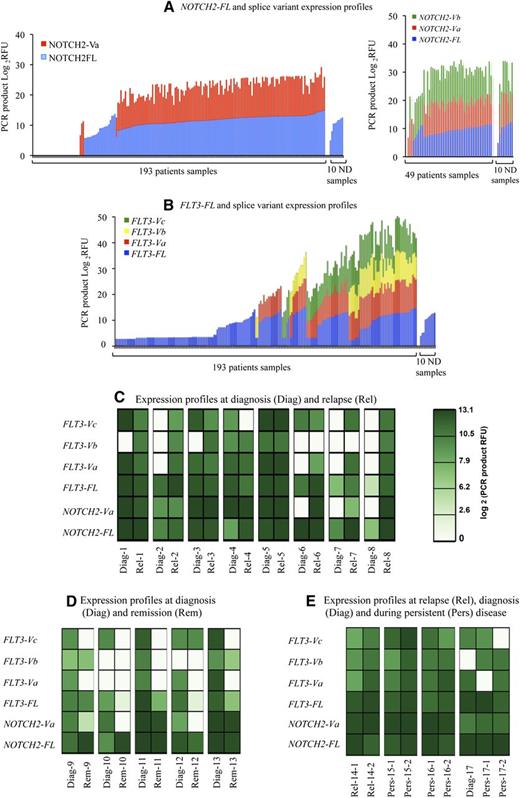 Figure 3. NOTCH2-FL and FLT3-FL and their novel splice variant expression frequencies in AML patients and their association with disease status. (A-B) These figures display overall expression patterns of (A) NOTCH2 and (B) FLT3 FL transcripts and their splice variants. On the figures, the x-axes display patient and normal donor samples, and the y-axes display relative fluorescent units (RFU). PCR product RFU = log2RFU. RFU is a unit of measurement calculated relative to the size standards included in each reaction. For relative level determination, product levels were kept below 3500 RFU, and size standard levels were within 500 to 800 units as recommended by the manufacturer. All calculations and an instrument calibration were done according to the Life Technologies recommendations. We note that in some patients, FLT3-FL expression is lower than the cutoff and not displayed on the graph. (C-E) These figures display overall expression patterns of NOTCH2-FL and FLT3-FL transcripts and their splice variants over the course of the disease in 17 patients. Patients are numbered from 1 to 17; patients samples were taken (C) at diagnosis and relapse (patients 1-8), (D) at diagnosis and remission (patients 9-13), or (E) over the course of refractory disease (patients 14-17). A total of 35 samples were collected including 14 samples obtained at diagnosis: Diag 1 to 13 and Diag 17; 10 samples obtained at relapse: Rel 1 to 8, Rel-14-1, and Rel-14-2 (first and second relapses); 5 samples obtained at remission: Rem 9 to 13; 6 samples obtained during regular visits over the course of refractory disease: Pers 15 to 17 (samples taken at first and second visits are marked as −1 or −2). On the panels, NOTCH2-FL and FLT3-FL and their splice variant transcripts expression levels are presented as log2(PCR product RFU) and shown in a green color-coded scale.