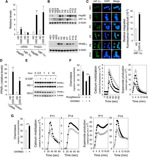 Figure 4. Analysis of levels of Hsp90, HIF-1α, and PPAR-γ in G6PT-deficient neutrophils and the effects of PPAR-γ antagonist/agonist on neutrophil function. Annexin V–depleted peripheral blood neutrophils isolated from HDs and GSD-Ib patients were used in the study. (A) Quantification of Hsp90 and HIF-1α mRNA levels by real-time RT-PCR and protein levels by densitometry. Data for RT-PCR represent the mean ± SEM for HDs (n = 10) and GSD-Ib patients (n = 12), and data for protein levels represent mean ± SEM for HDs (n = 11) and GSD-Ib patients (n = 7). (B) Western blot analysis of protein extracts using antibodies against Hsp90, HIF-1α, PPAR-γ, or β-actin. Data represent the mean ± SEM for HDs (n = 11) and GSD-Ib patients (n = 7). (C) Immunofluorescence of HIF-1α (green fluorescence) and DAPI nuclei staining (blue fluorescence) at original magnification ×400 and quantification of the relative integrated fluorescence intensity by ImageJ. (D) Quantification of PPAR-γ mRNA levels by real-time RT-PCR and protein levels by densitometry. Data for RT-PCR represent the mean ± SEM for HDs (n = 10) and GSD-Ib patients (n = 12), and data for PPAR-γ protein represent the mean ± SEM for HDs (n = 11) and GSD-Ib patients (n = 7). (E) Western blot analysis of the effects of G-CSF on PPAR-γ expression in HD neutrophils after in vitro culturing. (F) Effects of PPAR-γ agonist rosiglitazone and antagonist GW9662 on function of neutrophils isolated from HDs. Three independent experiments were conducted with similar results. Chemotaxis was examined in response to 10−7 M fMLP. Data represent the mean ± SEM. Calcium mobilization was examined in response to 10−7 M fMLP. Representative profiles are shown. Respiratory burst was examined in response to PMA. Representative profiles are shown. ○, control; ▲, PPAR-γ agonist rosiglitazone; ●, PPAR-γ agonist rosiglitazone followed by antagonist GW9662. (G) Effects of PPAR-γ antagonist GW9662 on function of G6PT-deficient neutrophils isolated from 2 GSD-Ib patients. Two independent experiments using neutrophils isolated from P11 and P14 were conducted. Chemotaxis was examined in response to 10−7 M fMLP. Data represent the mean ± SEM of both patients. Calcium mobilization was examined in response to 10−7 M fMLP. Respiratory burst was examined in response to PMA. ○, control; ●, PPAR-γ antagonist GW9662. **P < .005, *P < .05.