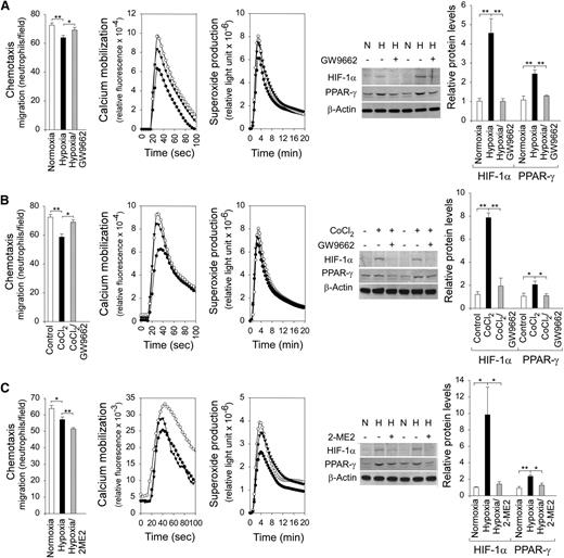 Figure 5. Inhibition of neutrophil function by PPAR-γ is mediated via HIF-1α signaling. Annexin V–depleted peripheral blood neutrophils isolated from HDs were used in the study. (A) Effects of the PPAR-γ antagonist GW9662 on chemotaxis, calcium mobilization, and respiratory burst activities of neutrophils exposing to hypoxic conditions, and western blot analysis of protein extracts using antibodies against HIF-1α, PPAR-γ, or β-actin. Three independent experiments were conducted with similar results. ○, normoxia; ●, hypoxia; ▾, hypoxia and PPAR-γ antagonist GW9662. (B) Effects of the PPAR-γ antagonist GW9662 on chemotaxis, calcium mobilization, and respiratory burst activities of neutrophils exposed to the hypoxia mimetic CoCl2, and western blot analysis of protein extracts using antibodies against HIF-1α, PPAR-γ, or β-actin. Three independent experiments were conducted with similar results. ○, control; ●,CoCl2; ▾, CoCl2 and PPAR-γ antagonist GW9662. (C) Effects of HIF-α inhibitor 2-ME2 on chemotaxis, calcium mobilization, and respiratory burst activities of neutrophils exposed to hypoxic conditions, and western blot analysis of protein extracts using antibodies against HIF-1α, PPAR-γ or β-actin. Three independent experiments were conducted with similar results. ○, normoxia; ●, hypoxia; ▾, hypoxia and 2-ME2. Chemotaxis was examined in response to 10−7 M fMLP. Data represent the mean ± SEM. Calcium mobilization was examined in response to 10−7 M fMLP. Representative profiles are shown. Respiratory burst was examined in response to PMA. Representative profiles are shown. **P < .005, *P < .05.