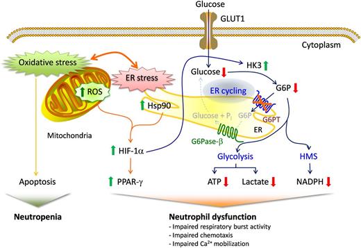 Figure 6. Proposed mechanisms that underlie neutrophil dysfunction in GSD-Ib. Glucose transported into the cytoplasm via GLUT1 is metabolized by HK to G6P, which participates in 3 major pathways: glycolysis, the HMS, and ER cycling. In cycling, G6P enters the ER via G6PT, where it can accumulate until it is hydrolyzed to glucose by G6Pase-β and transported back into the cytoplasm. By limiting the cytoplasmic glucose/G6P availability, cycling regulates the other 2 cytoplasmic pathways for G6P metabolism. Disruption of ER cycling in G6PT-deficient neutrophils results in reduced glucose uptake and impaired energy homeostasis and functionality. The underlying cause of neutropenia in GSD-Ib is enhanced neutrophil ER stress and oxidative stress.10 The increases in Hsp90 and ROS in G6PT-deficient neutrophils stabilize HIF-1α, an upstream activator of PPAR-γ. The increase in PPAR-γ downregulates neutrophil respiratory burst, chemotaxis, and calcium mobilization activities. GLUT1, responsible for the transport of glucose in and out of the cell, is shown embedded in the plasma membrane. The G6PT, responsible for the transport of G6P into the ER, and G6Pase-β, responsible for hydrolyzing G6P to glucose and phosphate, are shown embedded in the ER membrane. Thick arrows indicate the changes caused by a defect in G6PT activity.