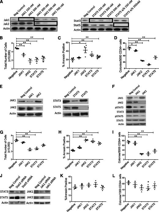 Figure 3. RNA interference-mediated inhibition of JAK/STAT expression reduces growth and survival of human AML CD34+ cells. (A) AML CD34+ cells (AML 404, 571, and 636) were exposed to siRNA to JAK1, JAK2, STAT3, and STAT5a/b and negative control siRNA by nucleofection. Knockdown of target proteins was evaluated by western blotting. (B-D) Nucleofected cells were cultured for 72 hours and (B) enumerated (n = 3) and assessed for (C) apoptosis (n = 4) and (D) CFC growth (n = 3). (E) AML CD34+ cells (AML 545, 614, 704, and 755) were exposed to a second set of siRNA to JAK1, JAK2, STAT3, and STAT5a/b and control siRNA (negative control), and (F) the effect of JAK1/2 knockdown on pSTAT3/5 expression was evaluated by western blotting. Nucleofected cells were cultured for 72 hours and (G) enumerated (n = 3) and assessed for (H) apoptosis (n = 4) and (I) CFC growth (n = 3). (J-L) CB CD34+ cells (n = 3) were exposed to siRNA to JAK1, JAK2, STAT3, and STAT5a/b and control siRNA (negative control) and assessed for (J) knockdown of target proteins by western blotting and for (K) apoptosis and (L) CFC growth. Results represent the mean ± SEM. Significance values: *P < .05, **P < .01.