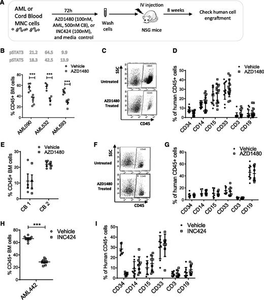Figure 4. JAK inhibitors reduce engraftment of primary human AML but not normal stem cells in NSG mice. (A) Human primary AML and cord blood MNCs were treated with AZD1480 or DMSO for 72 hours and transplanted into sublethally irradiated NSG mice. After 8 weeks, BM cells were analyzed for expression of human CD45+ cells. (B) Human CD45+ cell engraftment for AZD1480 (0.1 μM)-treated and control DMSO-treated cells from 3 different AML samples (AML090, n = 5 mice per group; AML532, n = 3-4 mice per group; AML 593, n = 4 mice per group). The baseline levels of pSTAT3/5 in each AML sample are shown in the figure. (C) Representative fluorescence-activated cell sorter plot of human AML CD45+ cell engraftment in BM. (D) Expression of differentiation markers on human AML CD45+ cells engrafted in BM. (E) Engraftment of human cord blood CD45+ cells exposed to AZD1480 (0.5 µM) or DMSO for 72 hours in NSG mice 8 weeks after transplant (2 different samples, n = 4 for each group per sample). (F) Representative fluorescence-activated cell sorter plot of human CB CD45+ cell engraftment in BM. (G) Expression of differentiation markers on human CB CD45+ cell engrafted in BM. (H) Human CD45+ cell engraftment for INC424 (0.1 μM)-treated and control DMSO-treated AML cells (AML442, n = 8 mice per group; MCF pSTAT3 = 16, MCF pSTAT5 = 22.8). (I) Expression of differentiation markers on human AML CD45+ cells engrafted in BM.