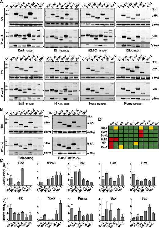 Figure 3. In vivo interaction profile of all 6 prosurvival Bcl-2 proteins with all BH3-only proteins, Bax, and Bak. (A-B) Human embryonic kidney 293T cells were cotransfected to express each HA-tagged human prosurvival Bcl-2 protein or empty vector (E.V.) control in combination with each of the indicated Myc-tagged human BH3-only proteins (A), Myc-tagged human Bak, or Flag-tagged constitutively active (L161P) human Bax (B) in the presence of Q-VD-OPH (10 µM). After 24 hours, cells were fixed with PFA to maintain protein-protein interactions, lysed with buffer containing 1% CHAPS, and subjected to immunoprecipitation with anti-HA mAb. Total cell lysates (TCL) and immunoprecipitates (IP) were analyzed by western blotting with anti-(α)HA, α-Myc, or α-Flag mAbs. Blots are representative of 3 independent experiments. Asterisks denote the light chain of the mAb used for immunoprecipitation. (C) Signals from western blots as presented in panel A-B were quantified and the relative affinity of the proapoptotic Bcl-2 proteins for each of the prosurvival Bcl-2 proteins was expressed in arbitrary units (AU), in a normalized manner, as described in supplemental “Materials and methods.” Data are derived from 3 independent experiments. (D) Schematic representation of binding affinities calculated in panel C. Red, <0.1; yellow, <0.5; green, >0.5.