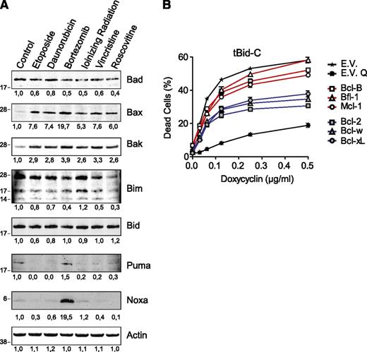 Figure 4. Examining induction of BH3-only proteins, Bak, and Bax to explain the dichotomy in antiapoptotic capacity of the prosurvival Bcl-2 proteins. (A) J16 cells were treated with etoposide (5 µg/mL), daunorubicin (0.25 µg/mL), bortezomib (50 nM), IR (32 Gy), vincristine (5 ng/mL), or roscovitine (100 µM) for 48 hours in the presence of Q-VD-OPH (20 µM) to block apoptosis in order to maintain cell yield. Equal protein amounts of total cell lysates were separated by sodium dodecyl sulfate polyacrylamide gel electrophoresis and subjected to immunoblotting to assess expression of indicated endogenous proapoptotic proteins. Actin detection was used as a measure for equal loading. Numbers below blots indicate signal intensity normalized to the untreated control. Data are representative of 2 independent experiments. (B) J16 T-ALL cells with Dox-inducible expression of tBid-C were transduced to stably express the indicated prosurvival Bcl-2 family members or empty control vector (E.V.). Resulting cell lines were selected on antibiotics, and cell death was assessed by PI uptake 48 hours after the addition of Dox. Q-VD-OPH was taken along as a control for apoptotic cell death (E.V. Q). Data shown are mean values ± SD derived from 3 independent experiments.