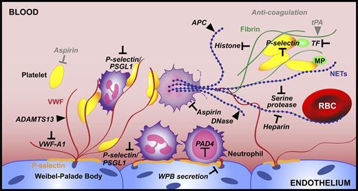 Figure 5. Emerging targets for thrombus prevention and thrombolysis. Here we summarize advances in the field of thrombosis with respect to neutrophil recruitment and NETosis and pinpoint targets that should be investigated as potential therapeutics (black). Existing treatments are in gray. We propose PAD4 inhibition as a way to prevent NET release. For thrombi that have already formed, neutralizing the toxic components of NETs is key. Thrombolytic strategies should involve the targeting of both DNA (blue) and the protein elements (red and green) of the thrombus scaffold.