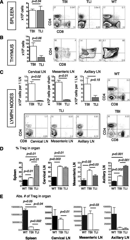 Figure 1. TLI/ATG effectively ablates lymphoid organs. Absolute cell counts of lymphoid organs of mice at 24 hours after lethal TBI, and 24 hours after the last TLI dose; FACS plots of tissues from representative animals. (A) Bar graph shows the absolute spleen cell counts revealing no significant difference between TBI and TLI/ATG-conditioned groups. FACS plots show CD4+ and CD8+ T cells in spleens of TBI vs TLI/ATG-conditioned and unconditioned WT mice. (B) Bar graph shows the absolute cell counts per thymus with lower numbers of thymocytes in TLI-treated vs TBI-treated animals. FACS plots show the shifts of single and positive CD4+ and CD8+ T-cell populations in conditioned vs unconditioned mice. (C) Bar graphs show the absolute cell numbers of cervLN (top left), mesLN (top, second from left), and axLN (top, second from right) revealing lower cellularity following TLI/ATG as compared with TBI. FACS plots demonstrate CD4+ and CD8+ depletion in LN in WT mice (top right), after TLI/ATG (bottom 3 left; cervical, mesenteric and axillary LN), and TBI-conditioning (bottom right). (D) Compiled data on the proportion of CD4+CD25+FoxP3+ Treg of all CD4+ cells and (E) their absolute numbers in spleen (left), cervLN (second from left), mesLN (second from right), and axLN (right) in untreated (black solid), TBI-conditioned (white solid), and TLI/ATG-treated (striped) mice are shown. N = 3 to 7 animals per experimental group. Only statistically significant P values are displayed.