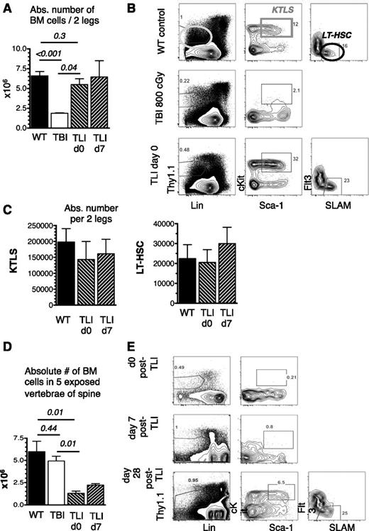 Figure 2. Nonimmune barriers remain after TLI/ATG. BM cells of 2 legs and 5 vertebrae of the spine from untreated WT mice, 24 hours after lethal TBI and 24 hours and 7 days after TLI/ATG were counted and analyzed by FACS for HSC-content. (A) Compiled data on absolute cell numbers per 2 legs following TBI, compared with WT and TLI/ATG-treated mice. (B) Representative FACS plots of a WT mouse (top panel) displaying the gating strategy for LinnegThy1.1low (left), cKit+Sca-1high KTLS-HSC (middle), and LT-HSC (right; KTLS-Flt3-SLAM+); a TBI-treated mouse (middle panel) lacking the KTLS-HSC population; and a TLI/ATG-conditioned mouse (bottom panel) with HSC and progenitor phenotypes resembling WT marrow. (C) Compiled data on calculated absolute numbers of KTLS-HSC (left) and LT-HSC (right) per 2 legs were similar in WT and TLI/ATG-treated mice. Due to the lack of phenotypic KTLS-HSC after TBI conditioning, no absolute numbers for this group are displayed. (D) Compiled absolute cell counts in 5 vertebrae of the spine revealing lower cell numbers in TLI/ATG-treated mice compared with TBI and WT controls, with hypocellularity persisting until day +7 post-TLI/ATG. (E) FACS analysis from vertebral BM of representative TLI/ATG-conditioned mice showing absence of the KTLS-HSC population at 24 hours (top) and day +7 post-TLI/ATG (middle), but reconstitution of phenotypically normal KTLS-HSC and LT-HSC populations by day +28 (bottom). N = 4 to 8 animals per experimental group.