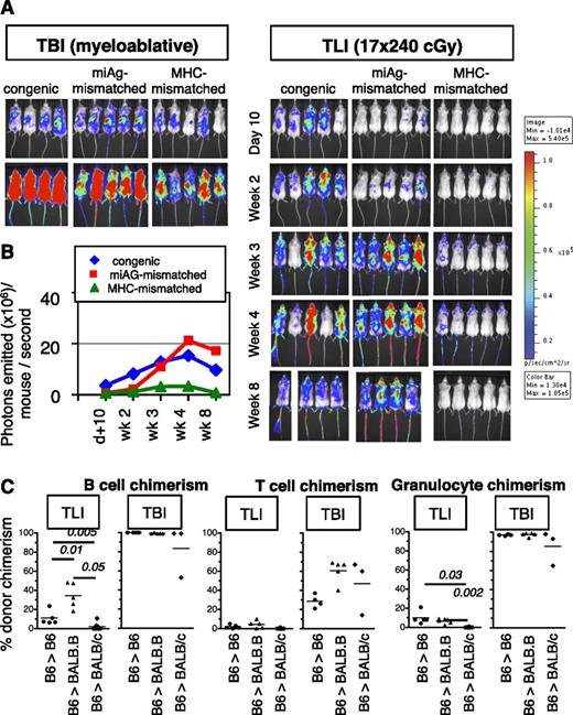 Figure 3. Donor HSC engraftment across genetic barriers after TLI/ATG vs TBI. (A) A total of 10 000 KTLS-HSC from B6.luc+ mice (H2b) were infused into albino B6 (H-2b), BALB.B (H-2b), and BALB/c (H-2d) mice after myeloablative TBI (left; 950 cGy for B6, 800 cGy for BALB) or TLI/ATG (right; 17 × 240 cGy). Engraftment and the degree of donor cell expansion are indicated by bioluminescent signal intensity, showing more rapid and stronger luc+-donor cell expansion in TBI compared with TLI/ATG-conditioned recipients. Beyond 2 weeks post-HCT, images in the TBI group were oversaturated and are thus not shown. (B) Median expansion of luc+ donor B6.HSC grafts as quantified in emitted photons over total body area in congenic, miAg-mismatched, and MHC-mismatched recipients at serial time points (day +10, weeks 2, 3, 4, and 8) post-TLI/ATG and -HCT. (C) Percent donor chimerism of blood B220+ B cells (left), CD3+/TCRαβ+ T cells (middle), and CD11b+ (= Mac1+) myeloid cells (right) at 1 month post-HCT using TLI/ATG vs TBI conditioning, revealing mixed chimerism for all lineages in TLI/ATG-conditioned congenic and miAg-mismatched, but no engraftment in MHC-mismatched recipients; and full donor-chimerism in B cell and myeloid lineages after TBI conditioning but mixed chimerism for T cells. N = 5 to 7 animals per experimental group.