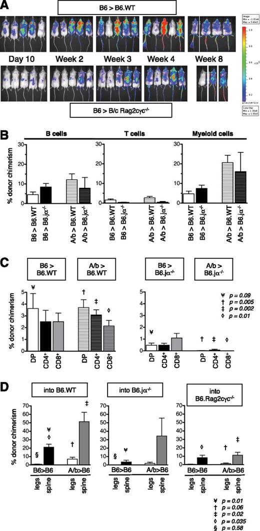 Figure 6. Regulatory host cells are required for donor cell engraftment. Engraftment of 10 000 HSC following TLI/ATG was studied in 3 immune-deficient strains BALB/c Rag2γc−/−, B6 Rag2γc−/−, and B6.Jα18−/− and compared with WT recipients. (A) BLI used to monitor homing and expansion of B6.luc+ HSC revealed. In BALB/c Rag2γc−/− recipients, engraftment was slow and inconsistent, and 4 of 5 mice lost their graft (2 dead before week 8, 2 died between weeks 8 and 12). Images were compared with WT albino B6. (B) Compiled data on percent donor engraftment in the blood B cells (left graph), T cells (middle graph), CD11b+ (Mac1+) myeloid lineages (right graph) in WT B6 (white solid and white striped bars), and B6.Jα18−/− (black solid and black striped bars) recipients of congenic B6 or miAg-mismatched AKR/b (A/b) KTLS-HSC at 6 weeks post-HCT showing similar levels of mixed chimerism in WT and B6.Jα18−/− recipients. (C) Compiled levels of donor chimerism within immature CD4+CD8+ DP and more mature CD4+ and CD8+ SP thymic T-cell populations revealed higher proportions of donor cells in WT B6 (left) compared with B6.Jα18−/− (right) recipients of B6 and AKR/b-HSC grafts. Statistical significance was reached for differences between WT B6 and B6.Jα18−/− recipients of AKR/b but not B6.HSC grafts in DP (¥P = .09) and SP populations (‡: CD4+, P = .002; ◇: CD8+, P = .01). (D) Compiled levels of donor chimerism within LT-HSC in BM of legs and spine in WT B6 (left), B6.Jα18−/− (middle), and B6.Rag2γc−/− (right) recipients of congenic B6 vs miAg-mismatched AKR/b HSC grafts at 6 weeks post-TLI/ATG, and HCT showing lower proportions of donor LT-HSC in spines and legs of B6.Jα18−/− compared with WT recipients, and the lowest proportions in B6.Rag2γc−/− recipients, regardless of graft type. Statistical significance was reached in the following subsets: B6 donor: WT vs B6.Jα18−/− recipients (spine ¥: P = .01); WT vs B6.Rag2γc−/− recipient: (spine ◇: P = .035). AKR/b donor: WT vs B6.Rag2γc−/− recipients: (spine ‡: P = .02). N = 5 animals per experimental group.
