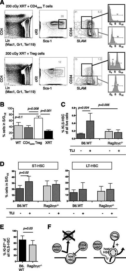 Figure 7. Tregs influence HSC activity. (A) FACS analysis at day +8 of BM from B6.Rag2γc−/− that had received 200 cGy TBI and IV infusion of 5 × 105 CD4conv (top) or 2 × 105 Treg (bottom). FACS plots of representative animals show the gating strategy to delineate HSC populations, with MPP defined by a CD4−Lin− (Mac1, Gr1, Ter119) cKIT+ Sca-1+ CD34+ SLAM− phenotype and their cell cycle activity. (B) Increased cell cycle activity, as determined by S and G1/2 phases were found in MPP of Treg recipients (N = 3 to 5 per group). (C) BM cells of legs from untreated TLI/ATG-treated B6.WT or B6.Rag2γc−/− mice were analyzed by FACS at 30 hours after the final radiation dose. After TLI/ATG conditioning, B6 WT mice had a significantly higher proportion of KLS-HSC compared with baseline, whereas Rag2γc−/− mice had no detectable increase. (D) In B6.WT, but not in B6.Rag2γc−/− mice S/G1/2 cell cycling activity in ST-HSC was significantly increased following TLI/ATG treatment. Cell cycling activity of LT-HSC was similar in both groups. (E) The increased proliferative activity of the HSC compartment was confirmed by higher Ki-67-expression in B6. WT vs B6.Rag2γc−/− mice at the end of TLI/ATG treatment. (C-E) N = 8 to 11 per experimental group. (F) Hypothesis on T-cell–mediated regulation of HSC activity post-HCT: in the presence of CD4conv cells host HSC decrease cell cycling activity and remain in a quiescent state, which leads to occupation of the niche and failure of donor HSC to replace endogenous host HSC. The presence of Treg increases cell cycling of HSC and their egress into circulation, thereby resulting in open niche space that becomes available for donor HSC in a competitive fashion.