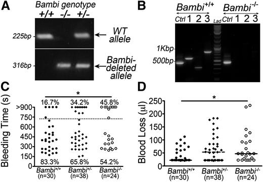 Figure 1. Genetic ablation of Bambi leads to increased tail-bleeding time. (A) PCR was performed on DNA isolated from ear biopsies using previously described primers35 leading to the amplification of the wild-type allele (top; 225bp), and the Bambi-deleted allele (bottom; 316bp). (B) RT-PCR analysis of BMCs isolated from wild-type and Bambi−/− mice using primers specific to Bambi transcript (1:587 bp; 2:329 bp; 3:812 bp) or Gapdh (Ctrl; 452bp). (C-D) Analysis of tail-bleeding experiments on Bambi+/+ Bambi+/− and Bambi−/− mice. (C) Graph showing the time to cessation in bleeding for all animals according to genotype. The percentage of mice that were still bleeding after 12 minutes (dotted line) was significantly higher in Bambi-deficient mice compared with wild-type littermates. Statistical analysis was performed using the χ2 test for linear trend (P < .02). Each symbol represents 1 animal. (D) Bambi-deficient mice exhibited a significant increase in blood loss (determined after 10 minutes). Each symbol represents 1 animal. Horizontal lines intersecting data sets represent the median. Statistical analysis was performed using ANOVA (Kruskal-Wallis). *P < .05.