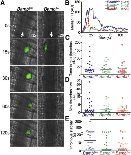 Figure 3. Decreased thrombus stability in Bambi-deficient mice after laser-induced thrombosis model in vivo. (A) Representative composite fluorescence and brightfield images of laser-induced thrombus formation in arterioles of Bambi+/+ and Bambi−/− mice. Scale bar represents 10 µm. (B) Median IFI is depicted (AU) as a function of time after the injury. Distribution of the time to maximal thrombus size (C) and maximal thrombus size expressed in IFI AU (D) in wild-type and Bambi-deficient mice. (E) Thrombus stability was assessed by determining the time taken for each thrombus at maximal size to fall by 50% of maximal IFI. See supplemental Videos 4-6 for better visualization of the differences in thrombus stability between the different animal groups. Each symbol represents 1 thrombus: Bambi+/+ (n = 27), Bambi+/− (n = 26), and Bambi−/− mice (n = 22). Horizontal lines intersecting data sets represent the median. Statistical analysis was performed using ANOVA (Kruskal-Wallis). *P < .05. AU, arbitrary unit.