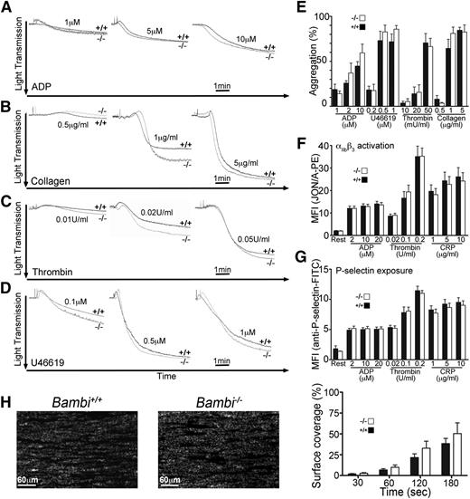Figure 4. Bambi−/− mice display normal platelet function. (A-D) Representative aggregation traces of washed platelets isolated from Bambi+/+ and Bambi−/− mice and stimulated with the indicated concentrations of agonists. Light transmission was recorded on a Chrono-log 2 channel aggregometer over 5 minutes. (E) Bar graphs of results obtained by aggregometry. Results are given as the mean percentage of aggregation ± SEM (n ≥ 3 mice for each condition). Statistical analysis was performed using the unpaired Student t test (P > .05). (F-G) Flow cytometry analysis of αIIbβ3 integrin activation (F) and P-selectin expression (G) in response to the indicated concentrations of agonists in platelets from Bambi+/+ (n = 8) and Bambi−/− mice (n = 11). Data represent mean fluorescence intensities ± SEM. Statistical analysis was performed using the unpaired Student t test (P > .05). (H) Whole blood from Bambi+/+ and Bambi−/− mice was perfused over a collagen-coated surface (0.1 mg/mL) at a shear rate of 1500 s−1. (Left) Representative fluorescence images of aggregate formation on collagen after 3 minutes of perfusion time. Scale bar equals 60 µm. (Right) Surface covered by fluorescently labeled platelets expressed as the percentage of the total surface observed was calculated at the indicated perfusion times. Data represent mean ± SEM (n > 6 for each group). Statistical analysis was performed using the unpaired Student t test (P > .05).