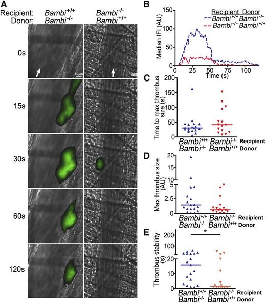 Figure 6. Endothelial BAMBI is responsible for the defect in thrombus stability in vivo. (A) Representative composite fluorescence and brightfield images of laser-induced thrombus formation in arterioles of Bambi+/+ and Bambi−/− mice receiving BMCs from Bambi−/− and Bambi+/+ mice, respectively. Scale bar represents 10 µm. (B) IFI is depicted (AU) as a function of time after the injury. Distribution of the time to maximal thrombus size (C) and maximal thrombus size expressed in IFI AU (D) in Bambi+/+/Bambi−/− and Bambi−/−/Bambi+/+ mice. (E) Thrombus stability was assessed by determining the time for each thrombus after reaching maximal size to reduce by 50% of maximal IFI. See supplemental Videos 7-8 for better visualization of the differences in thrombus stability between the different animal groups. Each symbol represents 1 thrombus: Bambi+/+/Bambi−/− (n = 19) and Bambi−/−/Bambi+/+ mice (n = 16). Horizontal lines intersecting data sets represent the median. Statistical analysis was performed using the unpaired Mann-Whitney test. *P < .05.