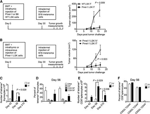 Figure 6. ITI of HSPCs from Pmel-1 mice inhibits intradermal growth of melanoma cells. (A) Lethally irradiated C57BL/6 recipients were transplanted with C57BL/6 Lin− BM cells and received 10 000 C57BL/6.Pmel-1 or WT C57BL/6 LSK cells via ITI 2 hours after irradiation. B16 melanoma cells were injected intradermally on day 30 after BMT and tumor volumes were measured manually at days 7, 10, 12, and 16. Mean and SEM are presented (n = 5-6). (B) Lethally irradiated C57BL/6 recipients were transplanted with C57BL/6 TCD BM cells and received 10 000 C57BL/6.Pmel-1 LSK cells intravenously or via ITI 2 hours after irradiation. B16 melanoma cells were injected intradermally on day 30 after BMT and the tumor volume was measured manually at days 7, 10, 13, and 16. Mean and SEM of 1 of 2 independent experiments are presented (n = 8). (C) Animals were transplanted as described in panel B but did not receive tumor cell injections. Thymuses were harvested on days 42, 56, and 210 after BMT and analyzed for tetramer-positive total thymocyte numbers. Mean and SEM of 2 independent experiments are presented (n = 4). (D) Animals were transplanted as described in panel C. Thymuses were harvested on day 56 after BMT and analyzed for tetramer-positive thymocyte subsets. Mean and SEM of 2 independent experiments are presented (n = 4). (E) Animals were transplanted as described in panel C. Spleens were harvested on days 42, 56, and 210 after BMT and analyzed for tetramer-positive CD8+ T cells. Mean and SEM of 2 independent experiments are presented (n = 4). (F) Animals were transplanted as described in panel C. Spleens were harvested on day 56 after BMT and analyzed for tetramer-positive CD8+ T-cell subsets. Mean and SEM of 2 independent experiments are presented (n = 4). IT, intrathymic; IV, intravenous.