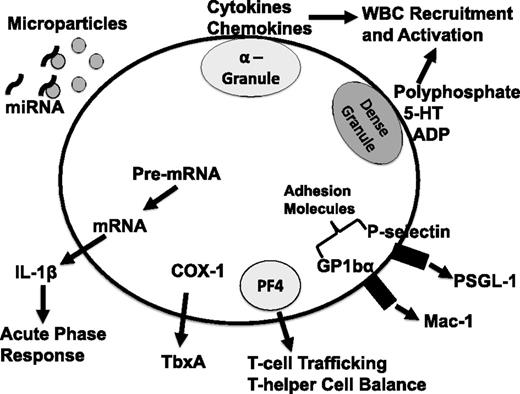 Figure 1. Schematic of platelet-derived immune mediators. 5-HT, serotonin; ADP, adenosine 5′-diphosphate; COX-1, cyclooxygenase 1; P-selectin glycoprotein ligand-1; TbxA, thromboxane; WBC, white blood cell; PSGL-1.