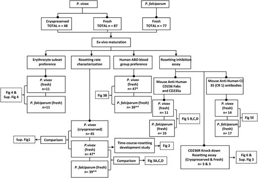 Figure 1. Experimental overview. Flowchart showing the summary of methodology applied in this study, and the respective results (figures) are shown in boxes with dotted lines. Note that *P < .05 and **P < .001 indicate these isolates are the same, and used for more than 1 experiment.