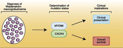 Determination of the MYD88 and CXCR4 mutation status in WM has clinical implications.