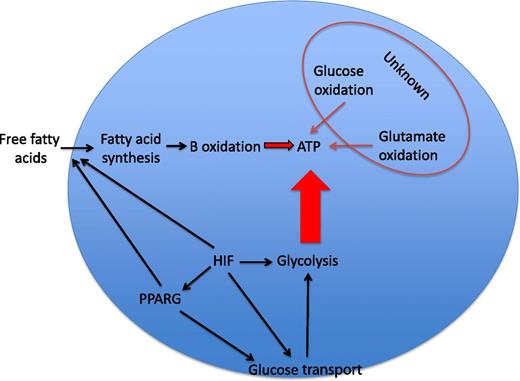 Neutrophil energetics. Glycolysis is regarded as the dominant source of ATP in neutrophils. The relative contributions of glucose oxidation, glutamate oxidation, and β-oxidation of fatty acids to ATP synthesis in the neutrophil are largely unknown and variably important in other cell types. HIF-1α is an important transcriptional regulator of glucose transporters and of the majority of the enzymes in the glycolytic pathway and is thus a major determinant of ATP levels in myeloid cells. HIF-1α has more recently been reported to regulate PPARG, which itself can increase glucose uptake and regulate lipid metabolism in a range of cell types. Substrate availability may also be critical in determining the consequences of HIF-1α or PPARG activation for the energetic and functional status of the neutrophil.