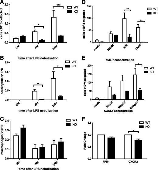 Figure 2. Assessment of neutrophil recruitment in vivo secondary to LPS-induced inflammation in the lung in Srf WT and KO mice. BAL was performed in Srf WT and KO mice before and 4 and 24 hours after LPS nebulization. Total (A), neutrophil (B), and macrophage (C) cell numbers were determined in BAL. (Combined data from 2 independent experiments: 0 hours, n = 4; 4 hours, n = 5; 24 hours, n = 4; *P < .05; **P < .005; ***P < .0005). Macrophage and neutrophil percentages were determined on Wright Giemsa–stained cytospins and by flow cytometry. (D-F) Migration of Srf WT and KO neutrophils in vitro in a transwell assay and chemokine receptor expression. Srf WT and KO neutrophils were allowed to migrate across 3-µm pore membrane toward an fMLP (D) and CXCL1 (E) gradient at indicated concentrations. Representative experiments performed in triplicate of at least 3 independent experiments (**P < .005; ***P < .0005). mRNA expression of chemokine receptors was assessed in Srf WT and KO neutrophils (F).
