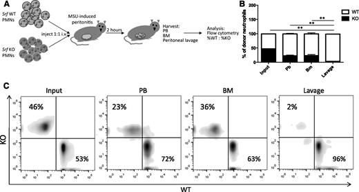 Figure 3. In vivo peritonitis model. (A) Peritonitis was induced in WT recipients and Srf WT, and KO neutrophils labeled with membrane dyes of 2 different colors were simultaneously injected intravenously and allowed to localize to tissues. PB, BM, and lavage fluid were harvested and percentages of donor WT vs KO neutrophils determined by flow cytometry detecting differential membrane staining (B-C). The experiment shown in panel B is representative of 4 independent experiments with n = 4 recipient mice of WT and KO neutrophils from 2 donors per experiment. Membrane dyes were alternated for WT and KO cells; **P < .005. (C) Primary flow data from 1 recipient showing donor KO and WT neutrophil distribution.