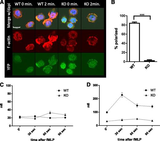 Figure 4. Srf KO neutrophils lack polarization with decreased f-actin polymerization when activated with fMLP. Srf WT and KO neutrophils were allowed to attach to poly-l-lysine–coated coverslips and stimulated with fMLP for 2 minutes. (A) F-actin was stained with phalloidin (middle) in Cre-expressing neutrophils marked by YFP (bottom); merge with DAPI is shown in the top panels. Quantification of polarized cells from 3 independent experiments; Srf WT, n = 71; Srf KO, n = 91 (B). G-actin (C) and F-actin (D) were assessed at 0, 30, 60, and 90 seconds after stimulation with fMLP by staining with DNAse I (G-actin) and phalloidin (F-actin) and mean fluorescence intensity (MFI) determined by flow cytometry. Representative of 3 independent experiments performed in triplicate.
