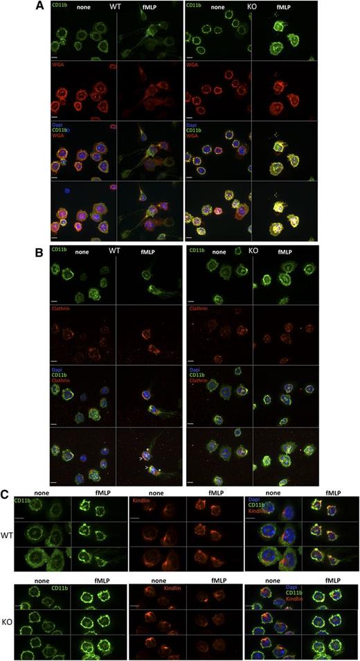Figure 6. Integrin localization in Srf WT and KO neutrophils. Srf WT (left) and KO (right) neutrophils were (A) allowed to adhere to glass coverslips, stained with CD11b fluorescein isothiocyanate, and then stimulated with fMLP for 0 (none) and 15 (fMLP) minutes and stained with wheat germ agglutinin antibody as a membrane stain (without permeabilization) and DAPI (A). (B-C) Srf WT and KO neutrophils were allowed to adhere to glass coverslips, stimulated with fMLP for 0 (none) and 15 (fMLP) minutes and stained with antibodies against CD11b and Clathrin (B) and CD11b and Kindlin (C). (A-B) The top 3 panels show single sections of the Z-stack; the bottom panel shows a merge of the Z-stack. (C) Three sequential Z-stack sections for each image. DAPI stains nuclei. Scale bar = 6 µm; >, leading edge; *, trailing edge.