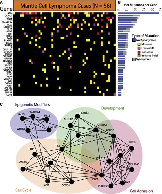 Figure 1. Exome sequencing in MCL reveals recurrently mutated genes. (A) The heatmap indicates the pattern of nonsynonymous mutations of the 37 most significantly implicated genes in 56 cases of MCL. Each column represents a patient, and each row represents a gene. Mutations are color-coded with yellow for a missense mutation, purple for a frameshift mutation, red for a nonsense mutation, and orange for an in-frame insertion or deletion. (B) The bar graph indicates the frequency of variants found by gene across all samples, subdivided by not-synonymous (blue) and synonymous (gray) mutations. (C) The network indicates functional groupings of the genes mutated in MCL. Nodes represent significantly mutated genes that are also a part of a significant functional group. Edges connect nodes that belong to the same functional gene set. Colored ovals identify the gene sets to which these nodes belong.