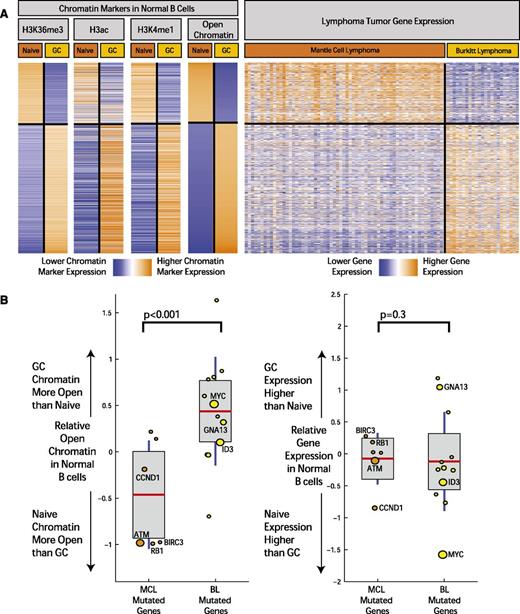 Figure 4. Open chromatin differences between B-cell differentiation stages associate with expression differences and mutation frequency in corresponding lymphomas. (A) The heatmap depicts the chromatin signal at gene level for H3K36me3, H3ac, and H3K4me1 open chromatin markers in genes with the most significant open chromatin differences between normal and GC B cells. On the rightmost heatmap, gene expression in MCL samples (64 cases) and BL (23 cases) is indicated for the same genes. Orange indicates higher chromatin signal or higher gene expression, and blue indicates lower. (B) The boxplots on the left illustrate difference in open chromatin score for genes differentially mutated between BL and MCL. On the horizontal axis, “MCL Mutated Genes” is defined as genes with a significantly higher mutation rate in MCL compared with BL (and the reverse for “BL Mutated Genes”). The boxplots on the right indicate expression fold change between normal GC and naïve B cells for the same 2 sets of genes. The size of the individual data points is scaled to the number of mutated cases in the corresponding disease.
