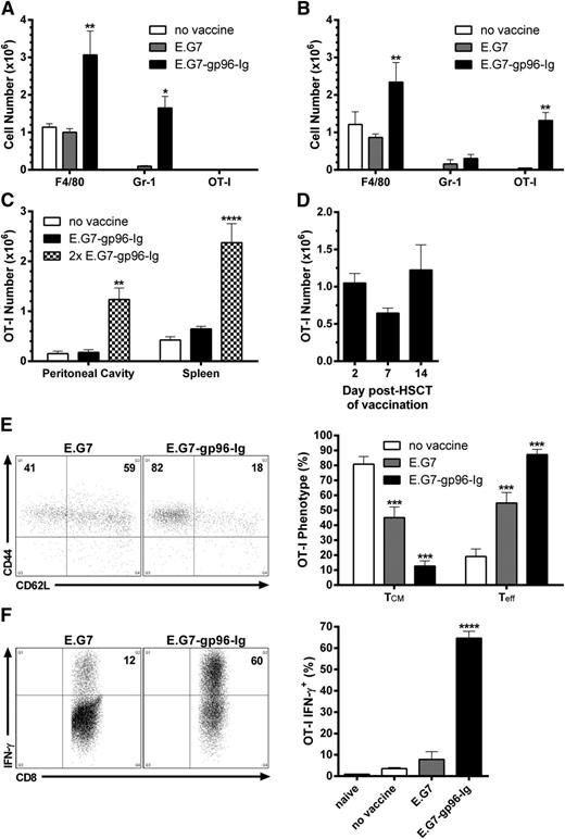 Figure 1. Vaccination with tumor cells secreting the heat shock protein fusion gp96-Ig led to the activation, expansion, and functional competence of tumor-reactive CD8+ T lymphocytes in syngeneic HSCT recipients. Conditioned (9.5 Gy) B6 mice were transplanted with 5.0 × 106 B6-CD45.1+ TCD-BM cells and adoptively transferred with 1.0 × 106 CD8+ T cells specific for OVA257-264 (OT-I) 5 days later. After a 2-day resting period, recipients were vaccinated intraperitoneally with irradiated (120 Gy) EL-4 lymphoma cells expressing OVA (E.G7) engineered to secrete gp96-Ig (E.G7-gp96-Ig). (A) Macrophages (F4/80hi CD11bhi Gr-1lo) and inflammatory monocytes (Gr-1hi CD11bmid F4/80lo) infiltrated the peritoneal cavity 2 days following vaccination with gp96-Ig-secreting tumor cells; n = 9 from a pool of 3 experiments. (B) Tumor-reactive CD8+ T lymphocytes (OT-I: CD8+ CD45.1− Vα2+ Vβ5+) expanded in the peritoneal cavity 5 days following vaccination with tumor cells secreting gp96-Ig; n = 8 from a pool of 3 experiments. (C) Tumor-reactive CD8+ T cells accumulated in secondary lymphoid organs 5 days following a second vaccination (13 days after HSCT) with gp96-Ig-secreting tumor cells; n = 3. (D) Vaccination with gp96-Ig-secreting tumor cells up to 2 weeks after HSCT resulted in expansion of cotransplanted tumor-reactive CD8+ T cells 5 days later; n = 3 to 8 from 3 independent experiments. (E) Tumor-reactive CD8+ T lymphocytes transitioned from central-memory (TCM, CD62L+ CD44+) to effector cells (Teff, CD62L− CD44+) following vaccination with tumor cells secreting gp96-Ig: (left) representative dot plots; (right) n = 5 to 6 from a pool of 2 experiments. (F) Vaccination with gp96-Ig-secreting tumor cells induced highly IFN-γ+ tumor-reactive CD8+ T cells: (left) representative dot plots; (right) n = 4 from a representative of 3 experiments.
