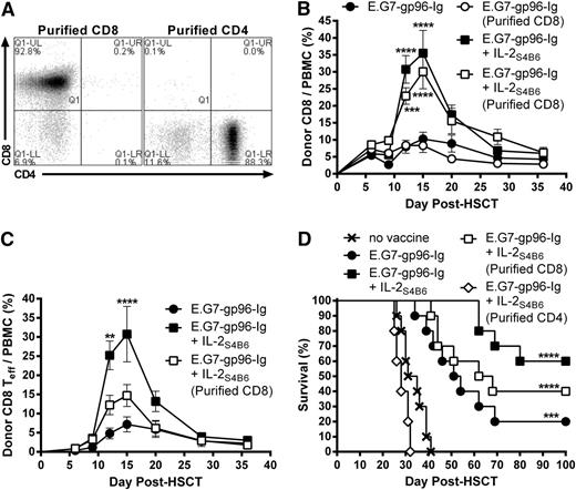 Figure 6. Donor non-CD8+ cells were required for optimal antitumor immunity induced by combination therapy with gp96-Ig-secreting tumor cell vaccination and IL-2 cytokine-antibody complexes in syngeneic HSCT recipients with lymphoma. Transplants, tumor inoculation, and treatments were performed as in Figure 5; however, some recipients received BM supplemented with purified CD4+ (≥88%) or CD8+ (≥90%) T cells in the absence of OT-I. (A) CD4+ and CD8+ T-cell content of purified CD4+ or CD8+ T cells. (B) Donor CD8+ T cells efficiently expanded following vaccination and IL-2S4B6 in the absence of donor CD4+ T cells. Donor CD8+ T-cell frequency in the peripheral blood; n = 5; ●, E.G7-gp96-Ig; ○, E.G7-gp96-Ig (purified CD8); ■, E.G7-gp96-Ig + IL-2S4B6; □, E.G7-gp96-Ig + IL-2S4B6 (purified CD8). The results for E.G7-gp96-Ig + IL-2S4B6 and E.G7-gp96-Ig + IL-2S4B6 (purified CD8) were repeated in an independent experiment. (C) In the absence of donor CD4+ T cells, donor CD8+ T-effector cells were not efficiently generated following vaccine and IL-2S4B6. Donor CD8+ Teff (CD62L− CD44+) cell frequency in the peripheral blood; n = 5 from a representative of 2 experiments; ●, E.G7-gp96-Ig; ■, E.G7-gp96-Ig + IL-2S4B6; □, E.G7-gp96-Ig + IL-2S4B6 (purified CD8). The results for E.G7-gp96-Ig + IL-2S4B6 and E.G7-gp96-Ig + IL-2S4B6 (purified CD8) were repeated in an independent experiment. (D) Survival benefit of vaccination and IL-2S4B6 therapy is reduced in lymphoma-bearing HSCT recipients receiving TCD-BM supplemented with purified CD8+ T cells and abolished in recipients of purified CD4+ T cells; n = 5 to 10 from a pool of 3 experiments; x, no vaccine; ●, E.G7-gp96-Ig; ■, E.G7-gp96-Ig + IL-2S4B6; □, E.G7-gp96-Ig + IL-2S4B6 (purified CD8); ◊, E.G7-gp96-Ig + IL-2S4B6 (purified CD4).