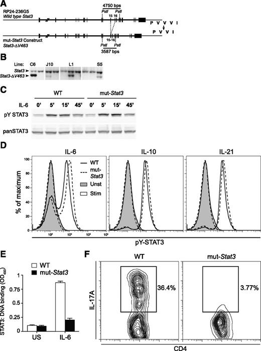 Figure 1. Generation of a mouse model that recapitulates key aspects of human AD-HIES. Depiction of mouse Stat3 gene within RP24-236G5 BAC. Exons 15 and 16, which encode part of STAT3 DNA binding domain, are highlighted. Based on mutations observed in HIES patients, the BAC was modified to delete valine 463 from the binding domain (from PVVVI in WT to PVVI in mutant) (A). Throughout the text, the Stat3-ΔV463 allele is referred to as mut-Stat3. The intron separating exons 15 and 16 was also deleted to permit estimation of transgene copy number (relative to WT) by Southern blotting after tail DNA digestion with PstI, as shown in panel (B). Transgenic line L1, which contains 2 transgene copies, was used in all subsequent experiments. Western blot analysis of STAT3 and Y705 phosphorylated STAT3 levels from CD4+ T cells unstimulated or stimulated with 100 ng/mL IL-21 for 5 to 15 minutes. Cells were isolated from 6- to 8-week-old WT and mut-Stat3 mice, expanded in IL-2 and rested for 2 hours prior to stimulation. Data are representative of 3 independent experiments (C). Flow cytometry analysis of Y705 phosphorylated STAT3 levels in freshly isolated splenic B cells left unstimulated (shaded) or stimulated with 50 ng/mL IL-6, IL-10, or IL-21 for 30 minutes (unshaded). Cells were isolated from 6- to 12-week-old WT (solid line) or mut-Stat3 (dotted-line) mice. Data are representative of 6 mice in 2 independent experiments (D). CD4+ T cells were prepared as in (C) and stimulated for 15 minutes with 100 ng/mL IL-21. STAT3 binding to a candidate oligonucleotide was assayed using the TransAm STAT3 Assay Kit (Active Motif) according to the manufacturer’s instructions (E). Flow cytometry analysis of IL-17A expression in CD4+ T cells stimulated with αCD3/αCD28, TGF-β-1, and IL-6 for 70 hours. Cells were isolated from 6-week-old WT and mut-Stat3 mice. Data are representative of 8 independent experiments (F).