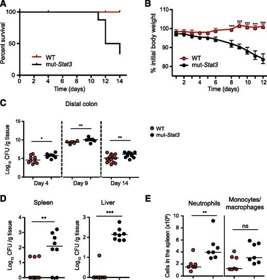 Figure 3. The mut-Stat3 mice show increased susceptibility to C rodentium infection. Survival (A) and weight (B) plots of WT and mut-Stat3 mice after receiving an oral dose of 5 × 109 CFU C rodentium. Bacterial load present in the distal colon was determined at 4, 9, and 14 days postinfection, (C) and in the spleen and liver 14 days postinfection (D). Splenic neutrophil and monocyte/ macrophage cell numbers were determined 14 days postinfection (E). Data represents the cumulative results of 3 independent experiments (n = 32 for WT and n = 28 for mut-Stat3).
