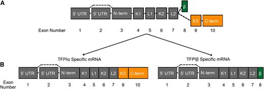 Figure 1. Intron-exon organization of TFPI and the mRNA structure of TFPIα and TFPIβ. (A) Schematic diagram depicting the intron-exon organization of TFPI. (B) TFPIα and TFPIβ mRNA species. (A and B) Each box represents an exon; the joining lines represent introns. The exons are numbered below the diagrams. Dashed lines represent alternative splicing events. The region of TFPI encoded by each exon is indicated within the box. Exons encoding regions specific to TFPIα are colored orange; those specific to TFPIβ are colored green. β, region specific to TFPIβ; C-term, C terminus; K, Kunitz domain; L, linker region; N-term, N terminus.